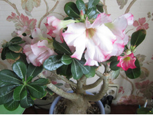 ������� ���������������