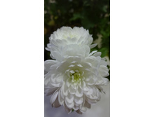 ��� ����. ������� ������ 4-5 �� ������ 35-40 �� �������� � �������