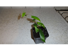 ����� ( FICUS SAGITTATA)