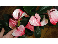 �������� ���� ������- 750- 850 ���.