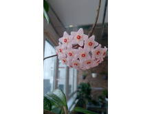 IMG 20190217 084555.jpg