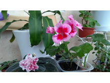 ���������� ���������� Calliope Rose Splash