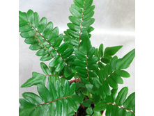 ������ �������� (Pellaea falcata) - 350 ���