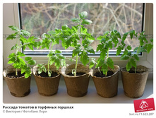 �������� �������� 80 �� 80 (�������� 20��.).jpg