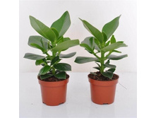 ������ ����� �������� (Clusia)