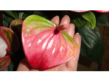 �������� ���� ������