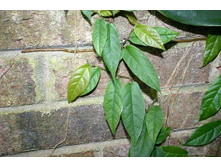 ����� ( FICUS SAGITTATA)- ������ �������� �������� ..