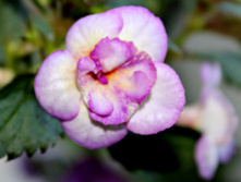 Shu Sun - 100 ���.