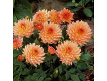 ������� ������� �������� 1�� �������.jpg