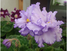 ��-������ �������.jpg