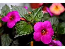 Big Bang - 100 ���.