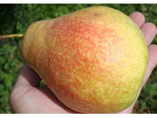 ����� ���������