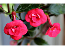 Stans Delifht - 80 ���.