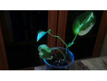 ���������� N' Joy