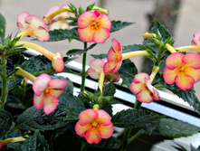 Anna Foya - 120 ���.