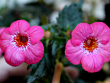 Polina Lemechko - 150 ���.