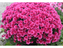 Branbeach lilac (�������).