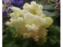 ��-��������� ������� 1.jpg