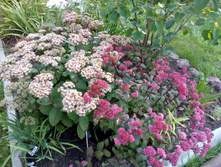Matrona � Red Cauli