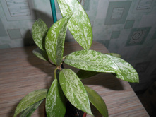 Hoya pubicalyx (splash)  � ����������� ���������.