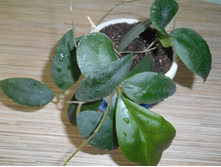 CAUDATA  SUMATRA.