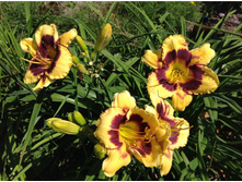 �������� ������� ���� ���� (MAKING DOUBLE  TIME )-  200  ���.    ���� 3-4  ����� !!!