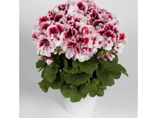 ���������� ����������� ( ����