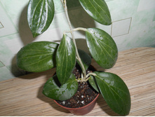 Hoya hellwigiana.