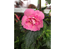 Ballerina (���� ����) - 250 ���.