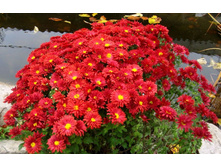 Branroyal red (�������)