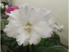 ��-����� �������.jpg