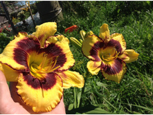 �������� ������� ���� ����