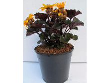 ��������� �������.jpg