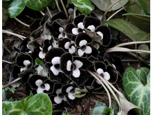 �������� Asarum maximum giant.jpg