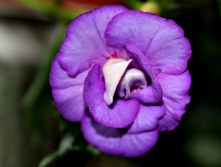 Made in Heaven - 150 ���.