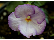 Fontaine Bleue - 100 ���.