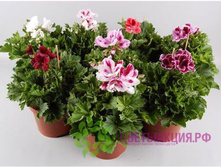 ���������� ����������� ( ���� ) - 350- 400 ���.