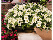 �������� ����. 150 �