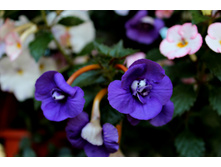 Abbus - 120 ���.