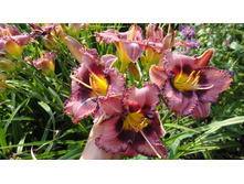 ���������