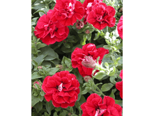 �������� ���� ���. 150 �