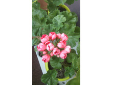 Victoria Andrea ���������