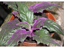 ������ (Gynura)-