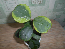 �bovata  Albo.