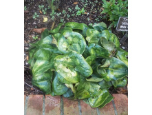 �������� ���.jpg