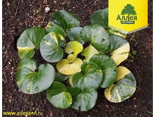 �������� �����������.jpg