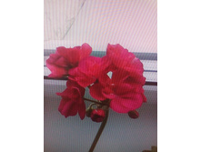 ����-��������� � ������ ��������