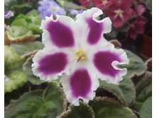 ��-����������� �������.jpg