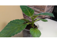 ��������� ������� ��� ������ ������