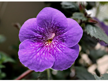 Serges Joy - 150 ���.